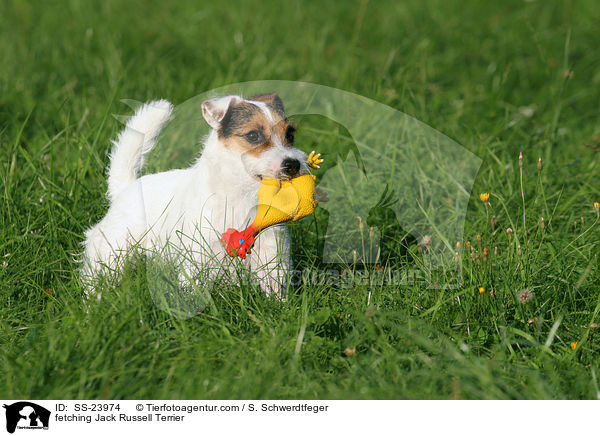 apportierender Parson Russell Terrier / fetching Parson Russell Terrier / SS-23974