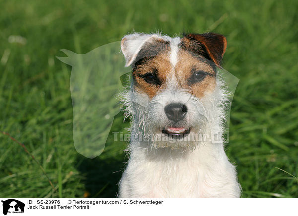 Parson Russell Terrier Portrait / Parson Russell Terrier Portrait / SS-23976