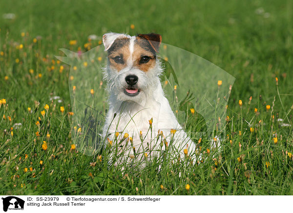 sitzender Parson Russell Terrier / sitting Parson Russell Terrier / SS-23979