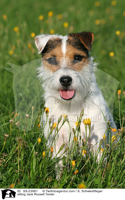 sitzender Parson Russell Terrier / sitting Parson Russell Terrier / SS-23981