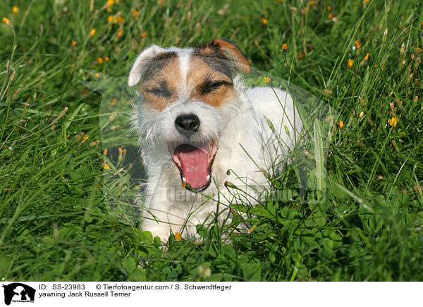 ghnender Parson Russell Terrier / yawning Parson Russell Terrier / SS-23983