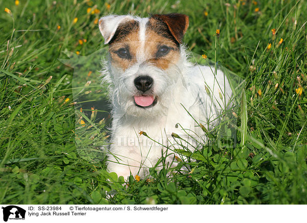 liegender Parson Russell Terrier / lying Parson Russell Terrier / SS-23984