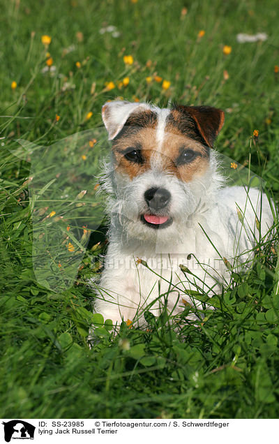 liegender Parson Russell Terrier / lying Parson Russell Terrier / SS-23985