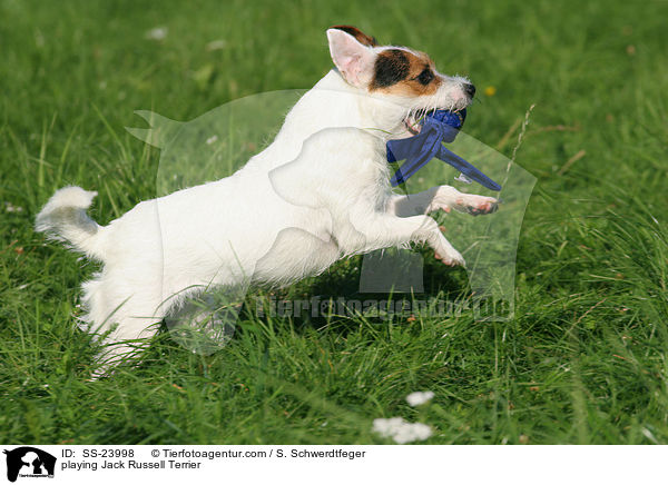 spielender Parson Russell Terrier / playing Parson Russell Terrier / SS-23998