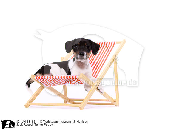 Jack Russell Terrier Welpe / Jack Russell Terrier Puppy / JH-13183
