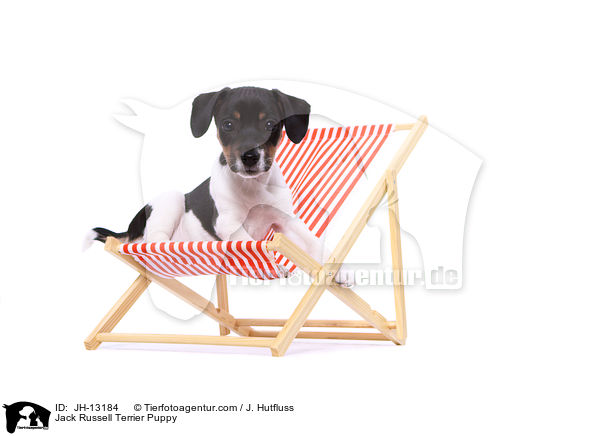 Jack Russell Terrier Welpe / Jack Russell Terrier Puppy / JH-13184