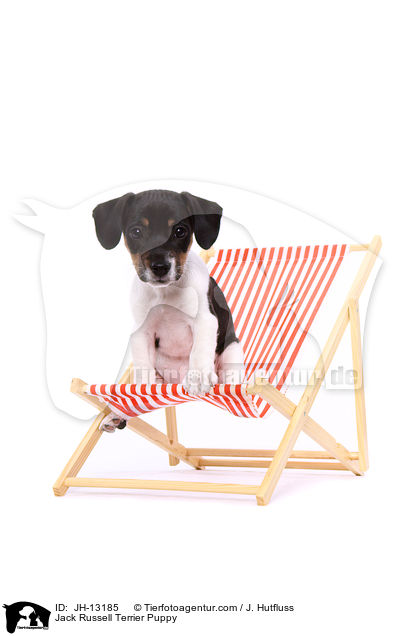 Jack Russell Terrier Welpe / Jack Russell Terrier Puppy / JH-13185