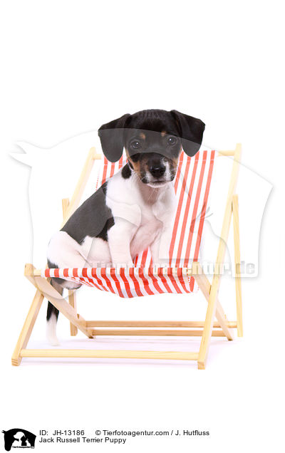 Jack Russell Terrier Welpe / Jack Russell Terrier Puppy / JH-13186