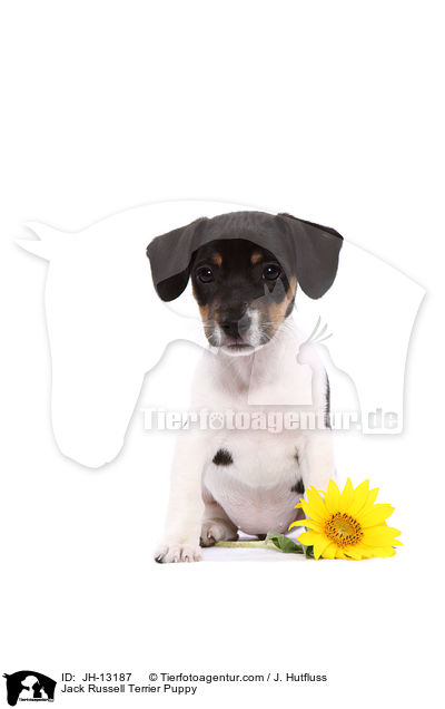 Jack Russell Terrier Welpe / Jack Russell Terrier Puppy / JH-13187