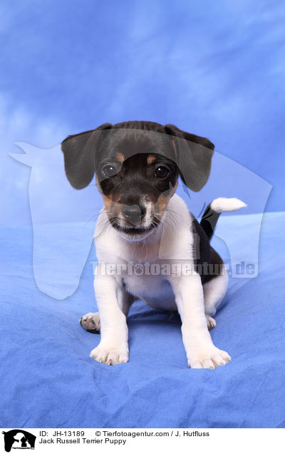 Jack Russell Terrier Welpe / Jack Russell Terrier Puppy / JH-13189