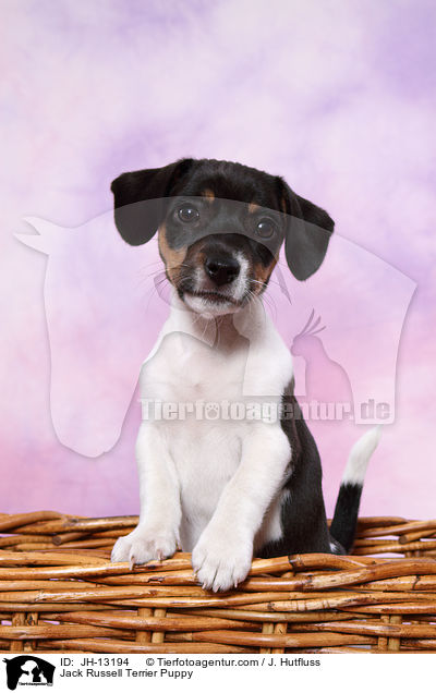 Jack Russell Terrier Welpe / Jack Russell Terrier Puppy / JH-13194