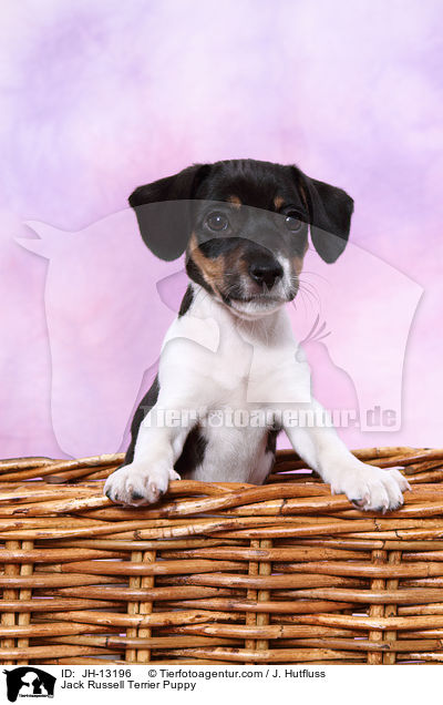 Jack Russell Terrier Welpe / Jack Russell Terrier Puppy / JH-13196