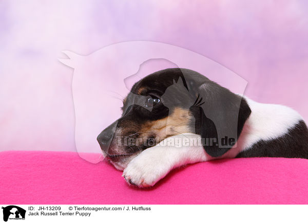 Jack Russell Terrier Welpe / Jack Russell Terrier Puppy / JH-13209