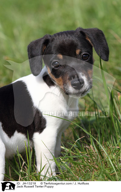 Jack Russell Terrier Puppy / JH-13218