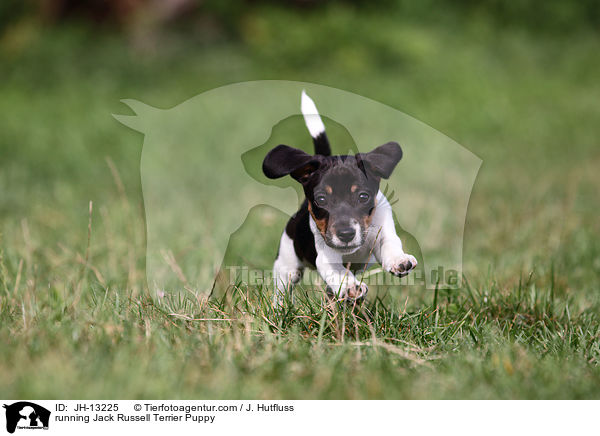 rennender Jack Russell Terrier Welpe / running Jack Russell Terrier Puppy / JH-13225