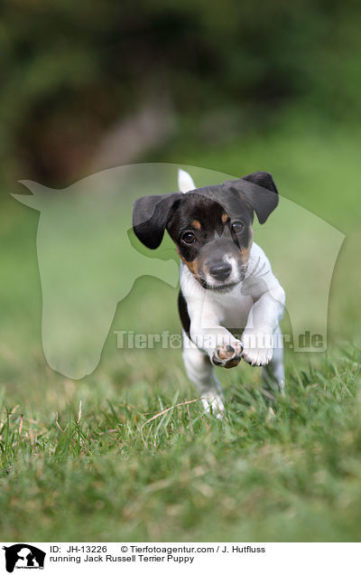 rennender Jack Russell Terrier Welpe / running Jack Russell Terrier Puppy / JH-13226