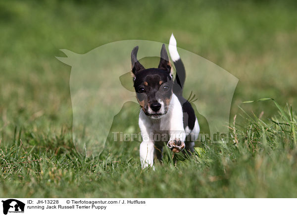 running Jack Russell Terrier Puppy / JH-13228