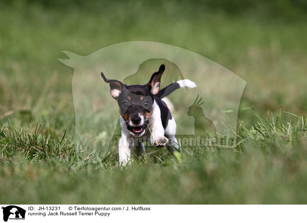 rennender Jack Russell Terrier Welpe / running Jack Russell Terrier Puppy / JH-13231