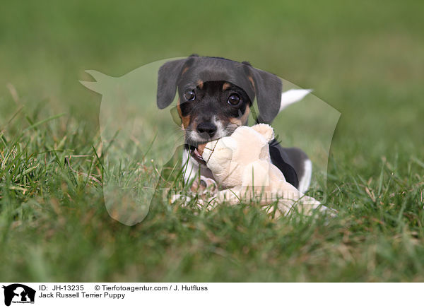 Jack Russell Terrier Welpe / Jack Russell Terrier Puppy / JH-13235