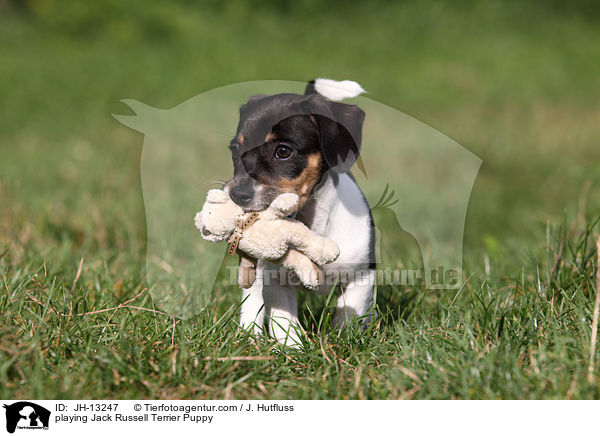 spielender Jack Russell Terrier Welpe / playing Jack Russell Terrier Puppy / JH-13247