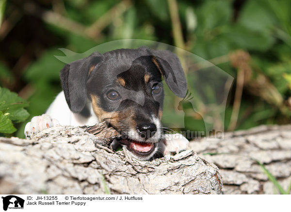 Jack Russell Terrier Welpe / Jack Russell Terrier Puppy / JH-13255