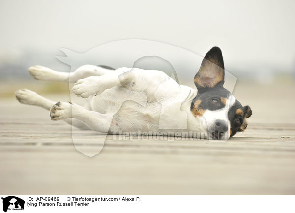 liegender Jack Russell Terrier / lying Parson Russell Terrier / AP-09469