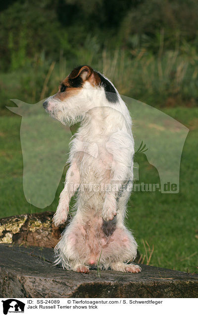 Parson Russell Terrier macht Mnnchen / Parson Russell Terrier shows trick / SS-24089