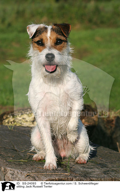 sitzender Parson Russell Terrier / sitting Parson Russell Terrier / SS-24093