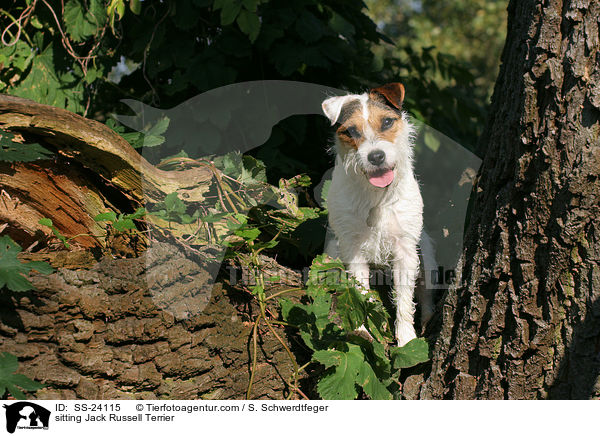 sitzender Parson Russell Terrier / sitting Parson Russell Terrier / SS-24115