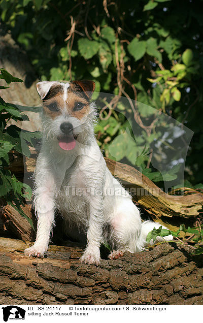 sitzender Parson Russell Terrier / sitting Parson Russell Terrier / SS-24117