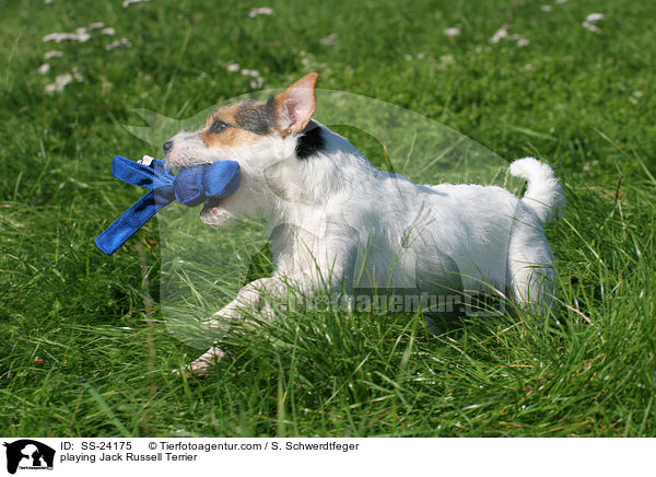spielender Parson Russell Terrier / playing Parson Russell Terrier / SS-24175