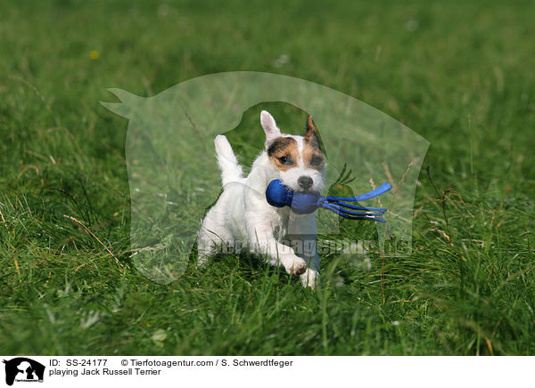 spielender Parson Russell Terrier / playing Parson Russell Terrier / SS-24177