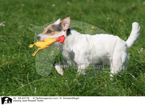 spielender Parson Russell Terrier / playing Parson Russell Terrier / SS-24178