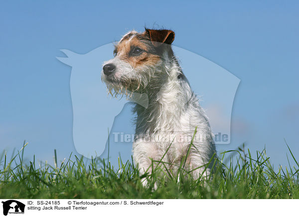sitzender Parson Russell Terrier / sitting Parson Russell Terrier / SS-24185