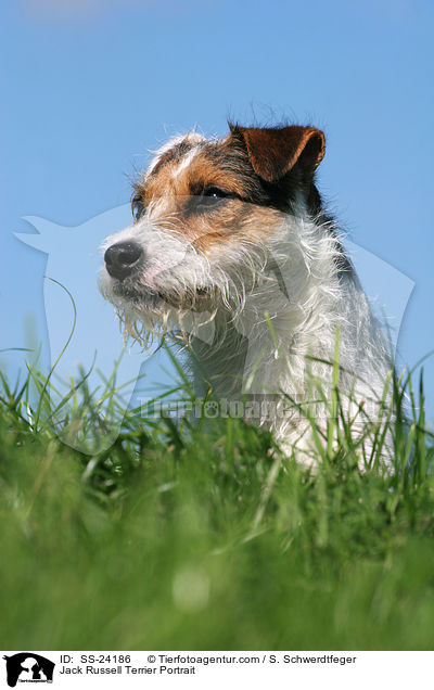Parson Russell Terrier Portrait / Parson Russell Terrier Portrait / SS-24186
