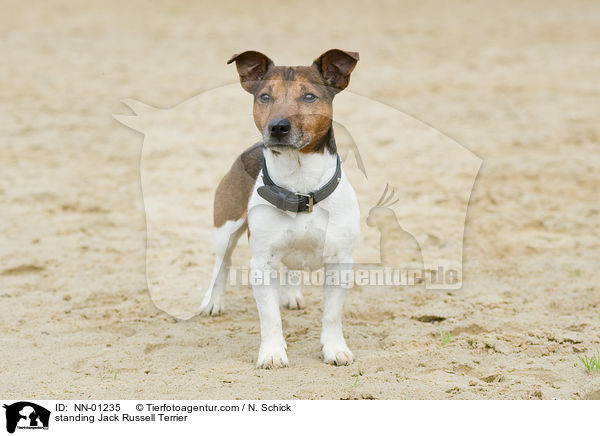 stehender Jack Russell Terrier / standing Jack Russell Terrier / NN-01235