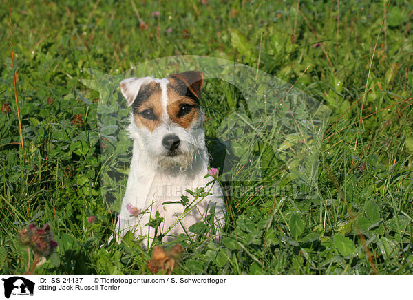 sitzender Parson Russell Terrier / sitting Parson Russell Terrier / SS-24437