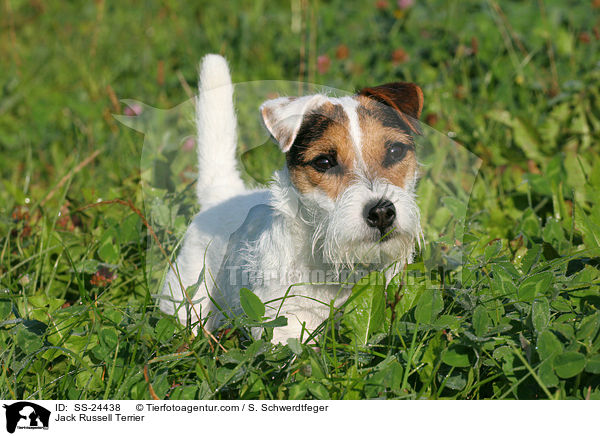Parson Russell Terrier / Parson Russell Terrier / SS-24438