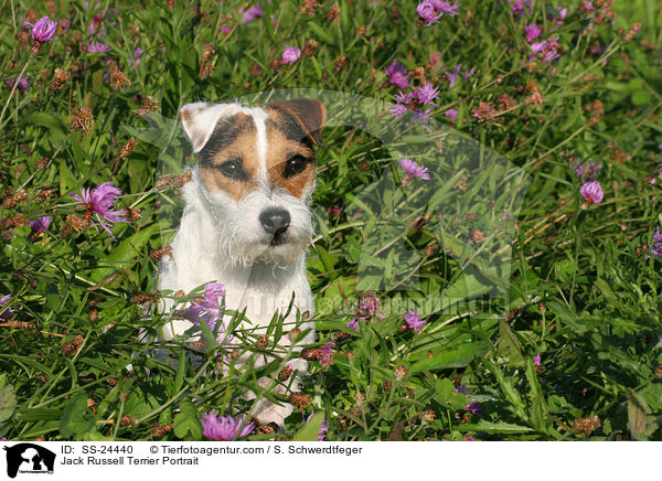 Jack Russell Terrier Portrait / SS-24440