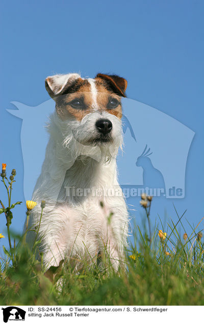 sitzender Parson Russell Terrier / sitting Parson Russell Terrier / SS-24456