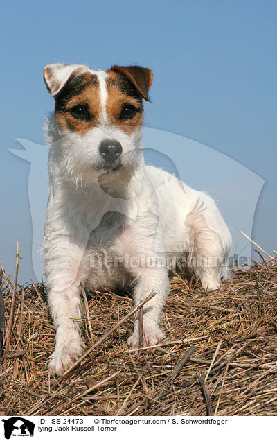 liegender Parson Russell Terrier / lying Parson Russell Terrier / SS-24473