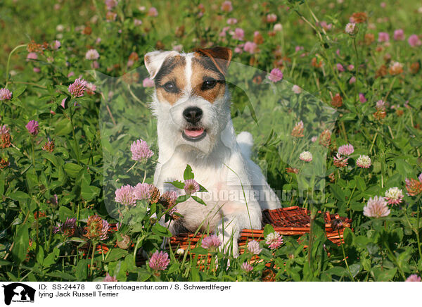 lying Jack Russell Terrier / SS-24478