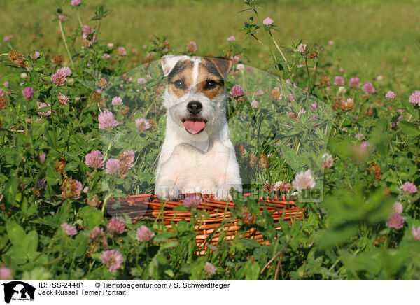 Parson Russell Terrier Portrait / Parson Russell Terrier Portrait / SS-24481