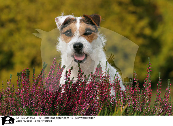 Parson Russell Terrier Portrait / Parson Russell Terrier Portrait / SS-24693