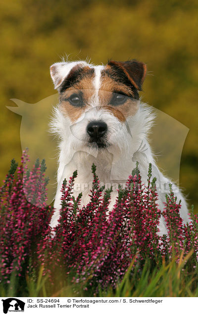 Parson Russell Terrier Portrait / Parson Russell Terrier Portrait / SS-24694