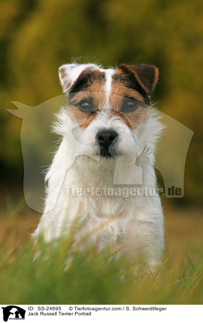Parson Russell Terrier Portrait / Parson Russell Terrier Portrait / SS-24695