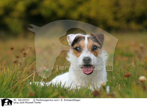 liegender Parson Russell Terrier / lying Parson Russell Terrier / SS-24701