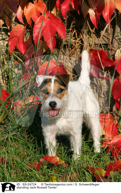 stehender Parson Russell Terrier / standing Parson Russell Terrier / SS-24724
