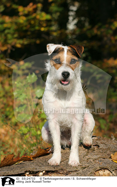 sitzender Parson Russell Terrier / sitting Parson Russell Terrier / SS-24733
