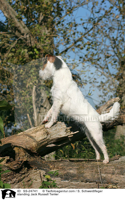 stehender Parson Russell Terrier / standing Parson Russell Terrier / SS-24741